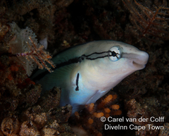 Aspidontus taeniatus