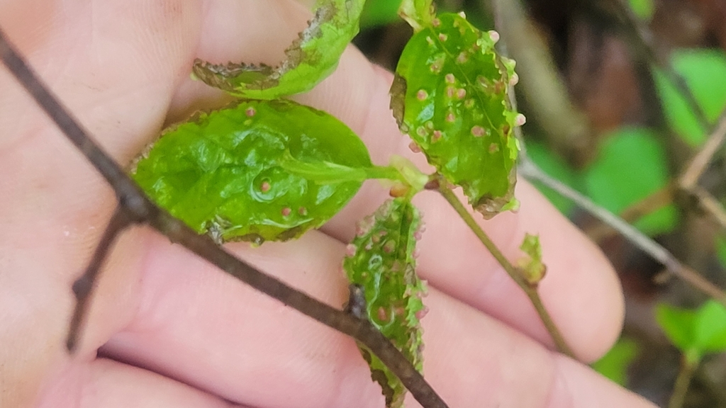 Blueberry Bud Mite