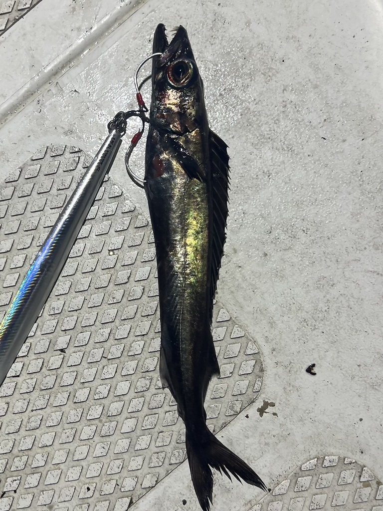 Black Snake Mackerel