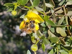 Apis mellifera