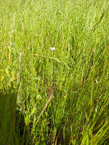 Image of Allium unifolium by no rights reserved