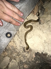 Madagascarophis colubrinus