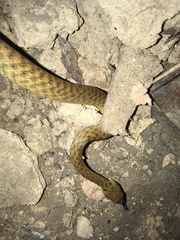 Madagascarophis colubrinus