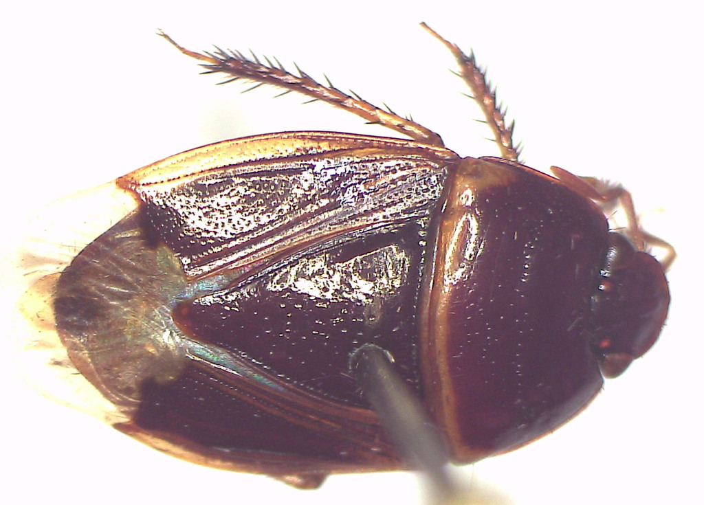 Macroscytus annulipoides