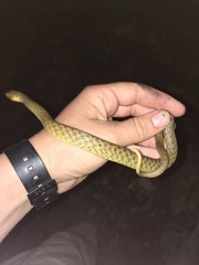 Madagascarophis colubrinus