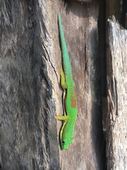 Phelsuma lineata