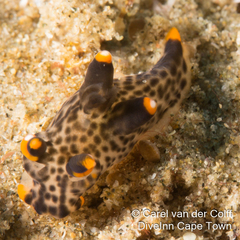 Thecacera