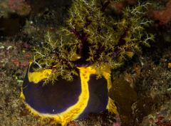 Pseudocolochirus unicus