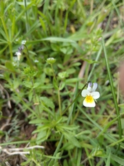 Bracteolatae