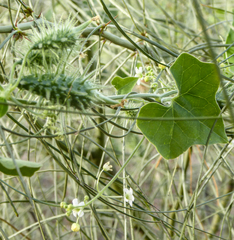 Echinopepon wrightii