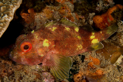 Sebastapistes cyanostigma