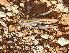Omocestus haemorrhoidalis