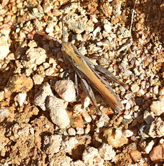 Omocestus haemorrhoidalis