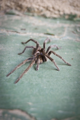 Harpactirella lightfooti