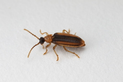 Ischalia costata