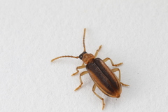 Ischalia costata