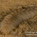 Milky Scaleworm - Photo (c) carel van der Colff, some rights reserved (CC BY-NC), uploaded by carel van der Colff