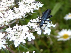 Selenopalpus cyaneus
