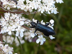 Selenopalpus cyaneus