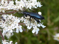 Selenopalpus cyaneus