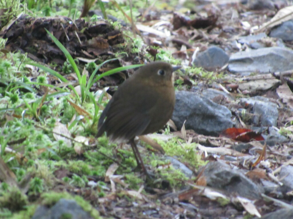 Bolivian Antpitta photo