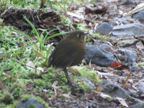 Bolivian Antpitta