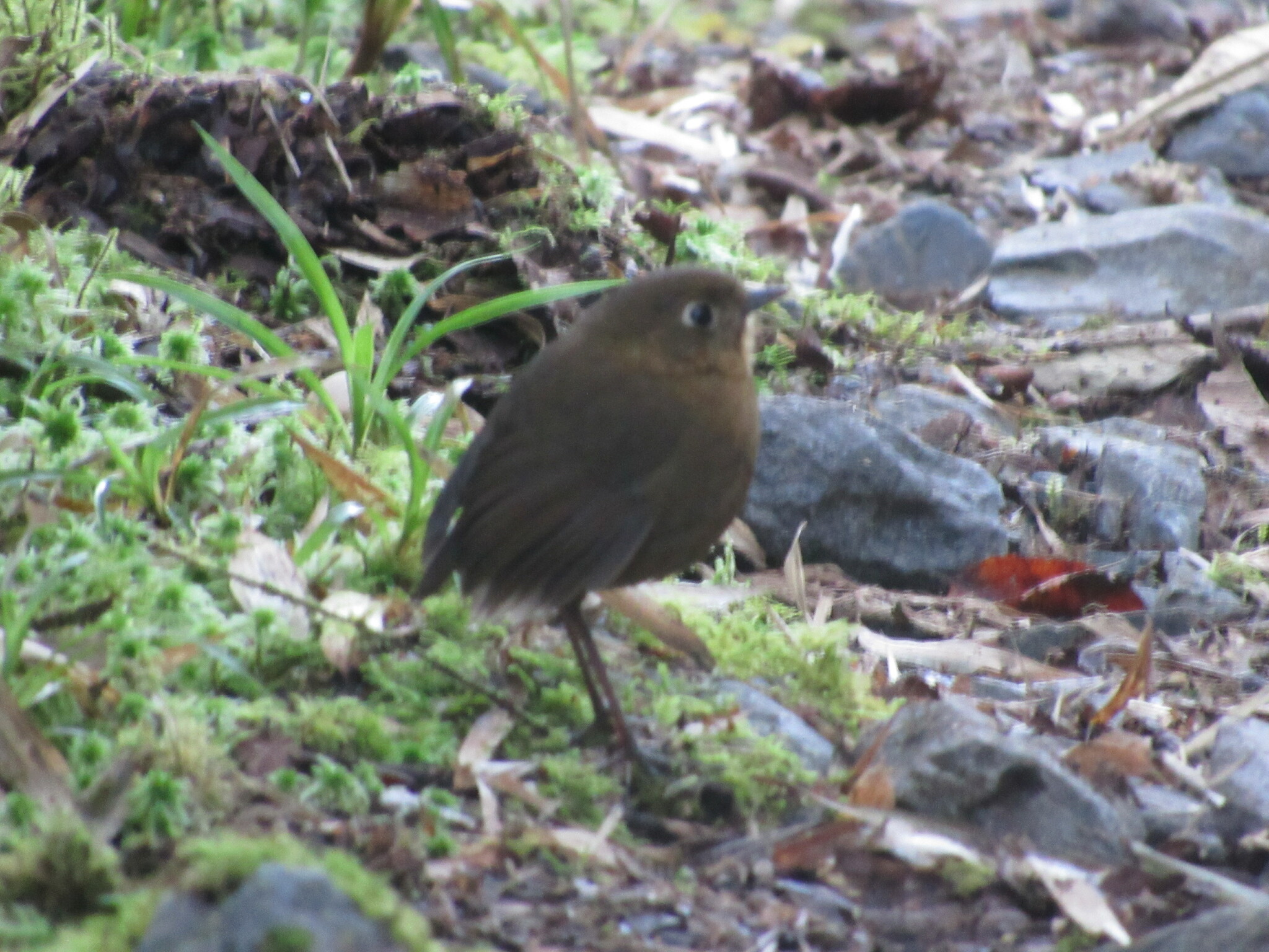 Bolivian Antpitta (Grallaria cochabambae)