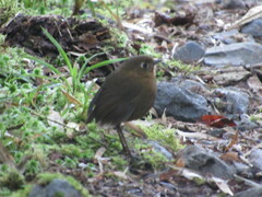 Bolivian Antpitta photo 1