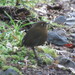 Bolivian Antpitta - Photo (c) andgo, some rights reserved (CC BY-NC), uploaded by andgo
