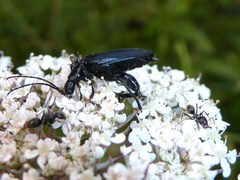 Selenopalpus cyaneus