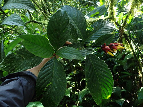 Image of Sanchezia oblonga by (c) Nolan Exe, some rights reserved (CC BY)