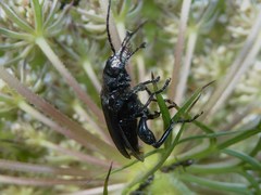 Selenopalpus cyaneus