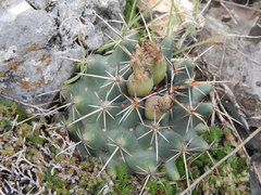 Coryphantha georgii