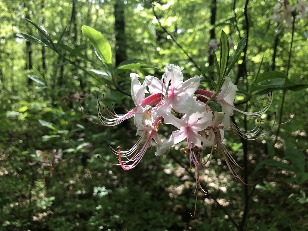 rhododendrons and azaleas from Berks County, US-PA, US on May 7, 2023 ...
