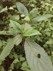 Paraphlomis javanica