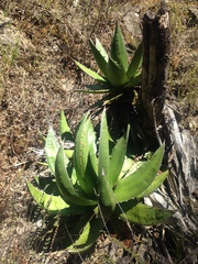 Agave ghiesbreghtii