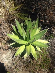 Agave ghiesbreghtii