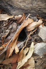 Harpactirella lightfooti