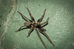 Harpactirella lightfooti