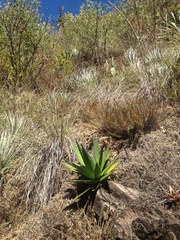 Agave ghiesbreghtii