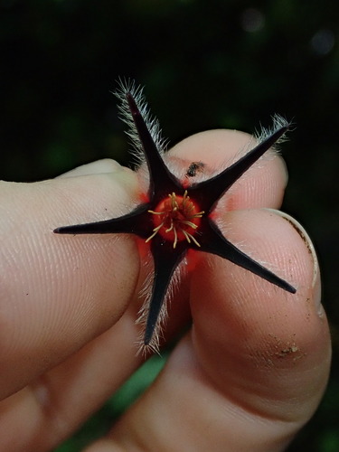 Ceratostema lanigerum, photograph 1