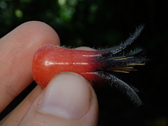 Ceratostema lanigerum