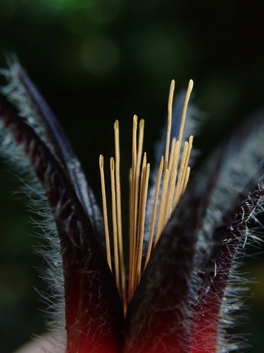 Ceratostema lanigerum, photograph 2