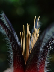 Ceratostema lanigerum, photograph (c) Nolan Exe, some rights reserved (CC BY)