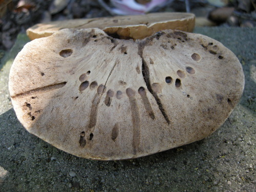 California Gall Wasp