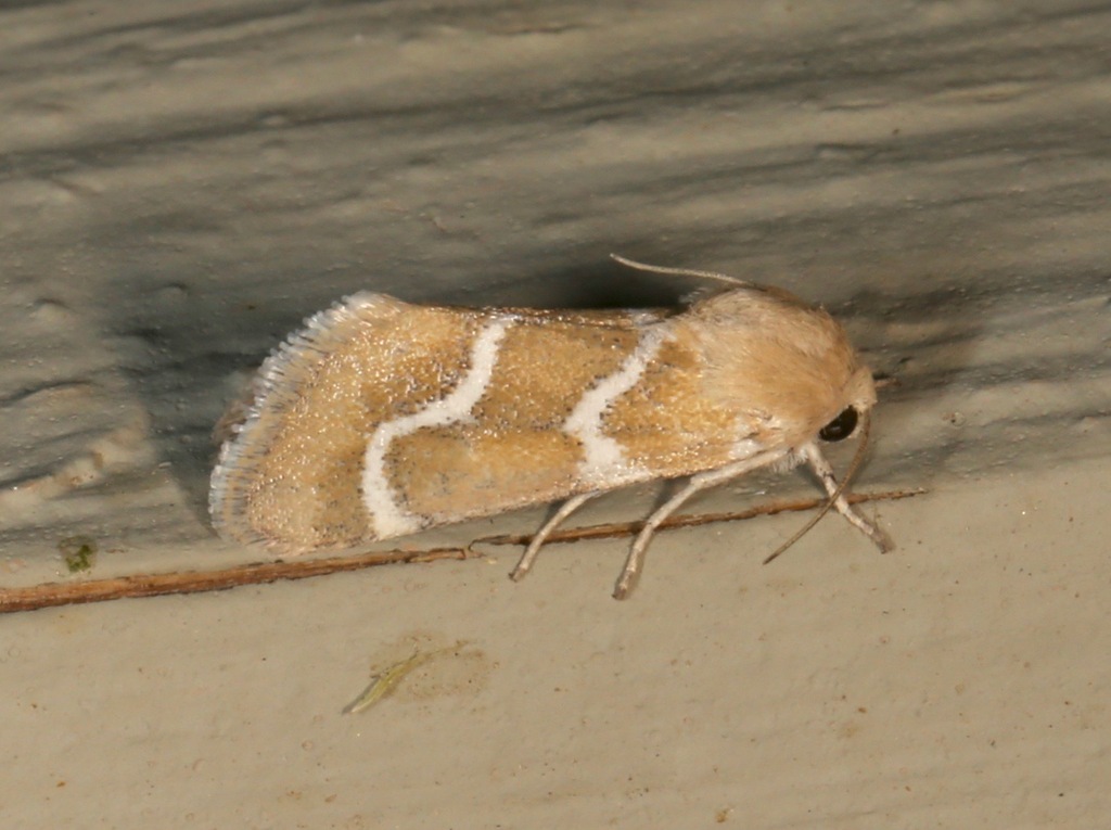 Schinia biundulata