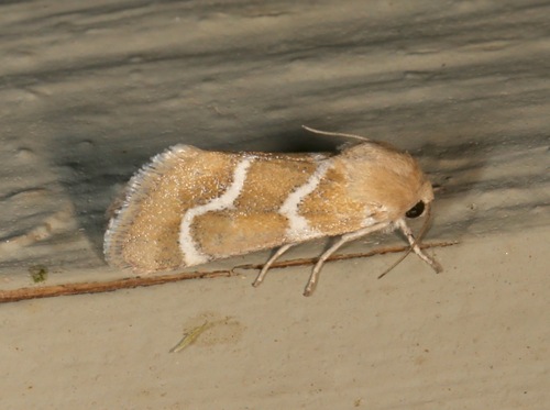 Schinia biundulata