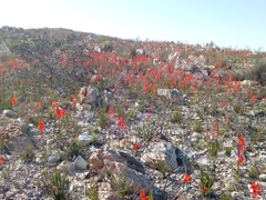 Watsonia stenosiphon