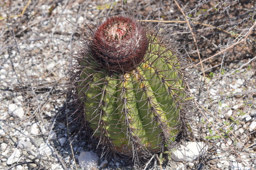 Melocactus caroli-linnaei