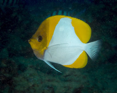 Hemitaurichthys polylepis